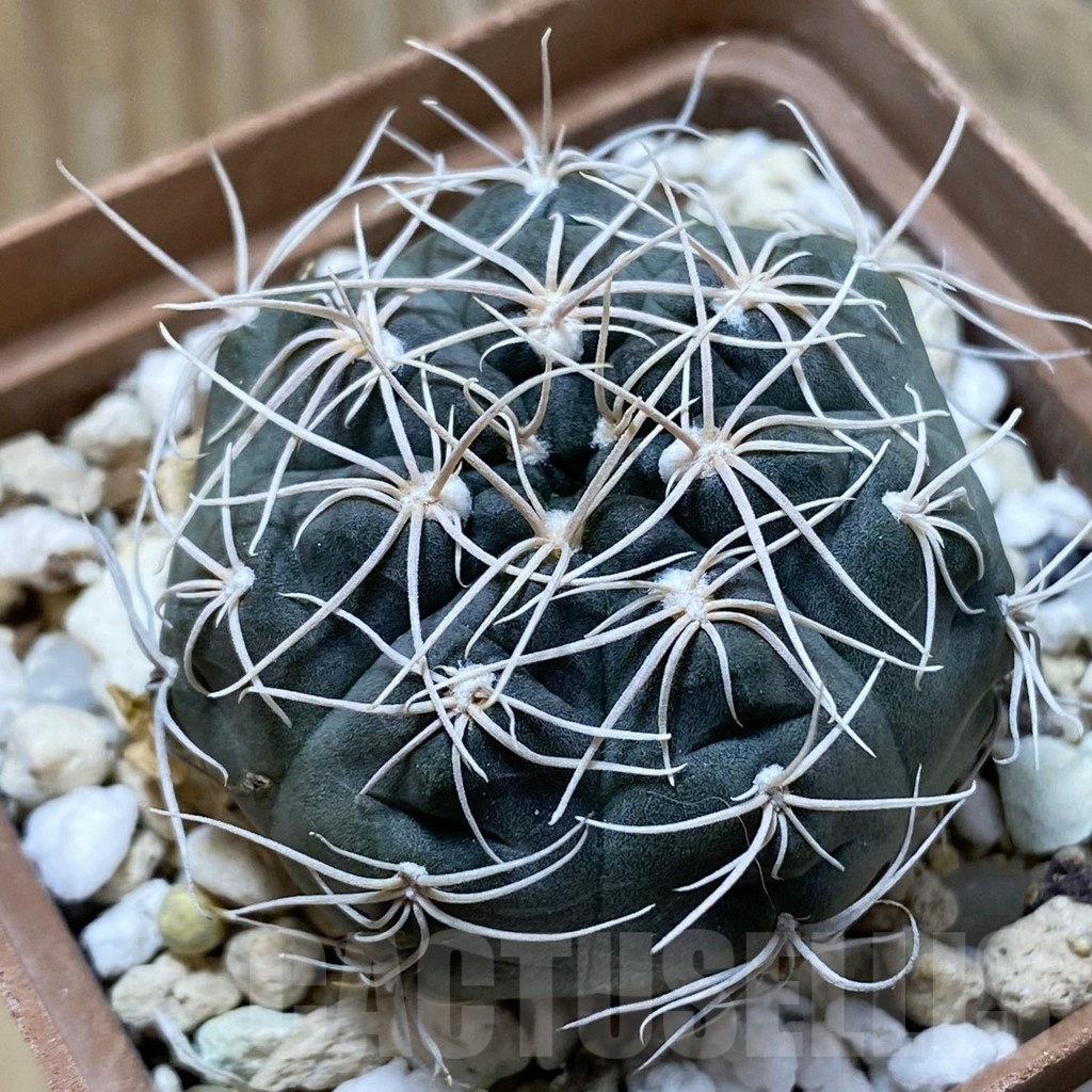 SH22384 Gymnocalycium ubelmannianum GG979.02