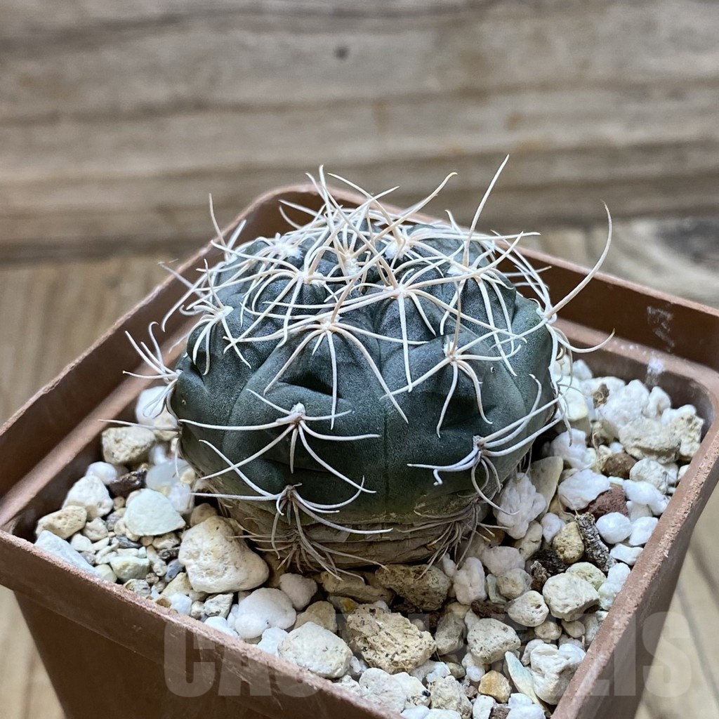 SH22384 Gymnocalycium ubelmannianum GG979.02 - Image 2