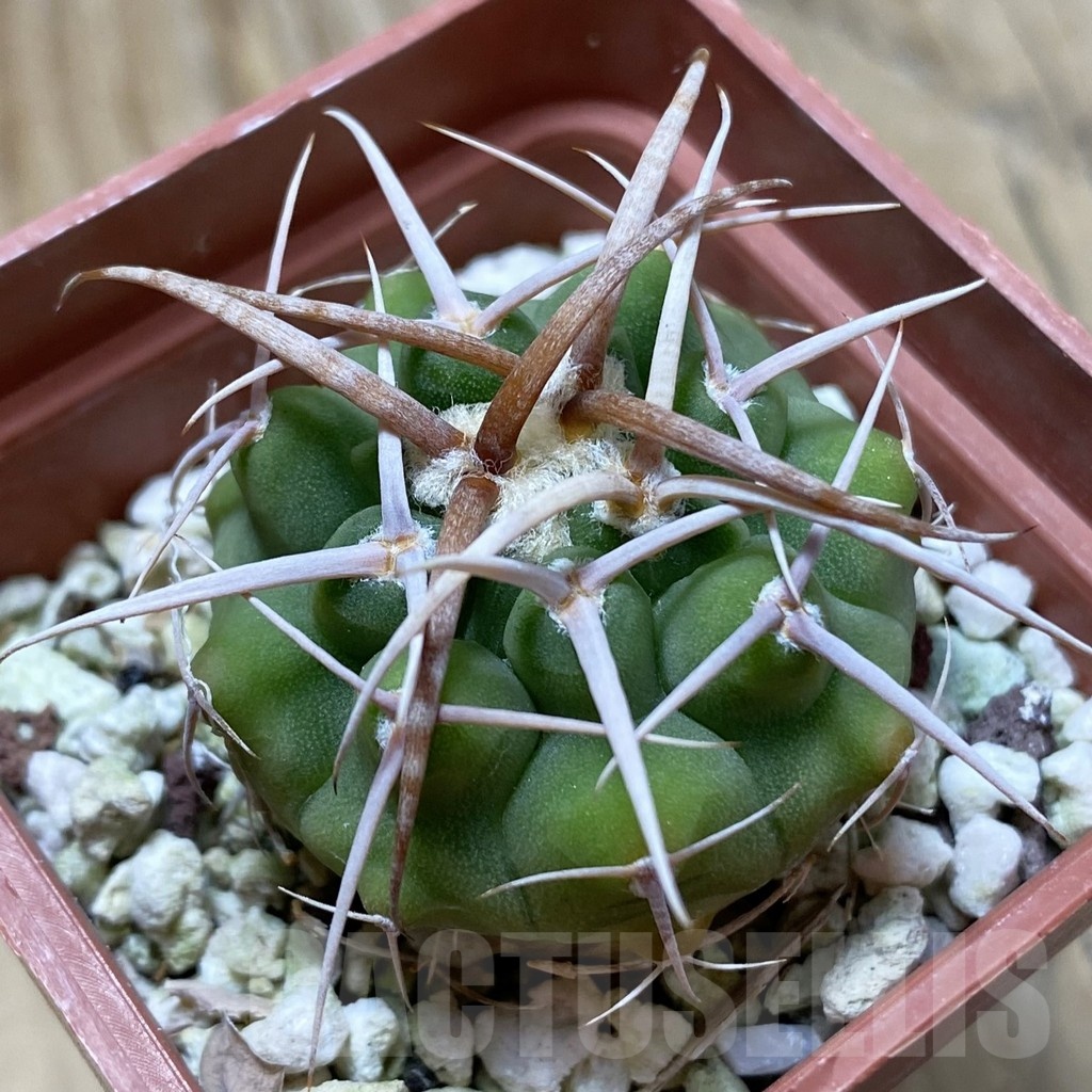 SH22385 Gymnocalycium hybopleurum v. ferocior