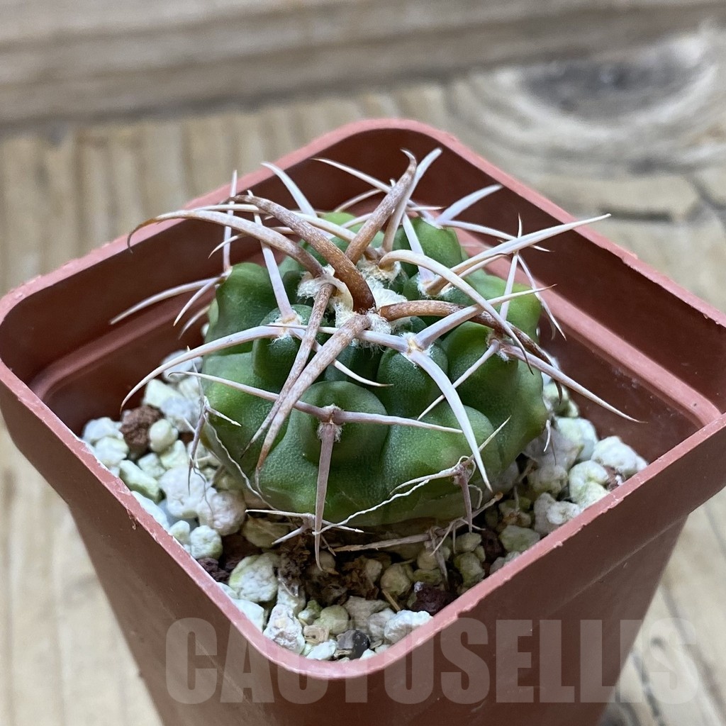 SH22385 Gymnocalycium hybopleurum v. ferocior - immagine 2