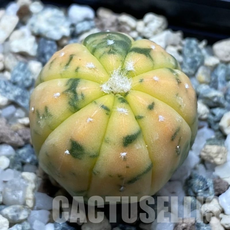 SH22522 Astrophytum asterias ‘Red Purple Skin’ f. variegata