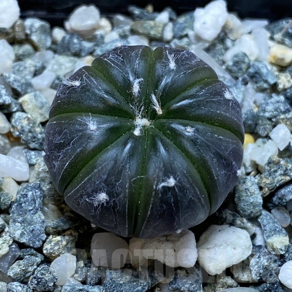 SH22523 Astrophytum asterias ‘Purple Skin’