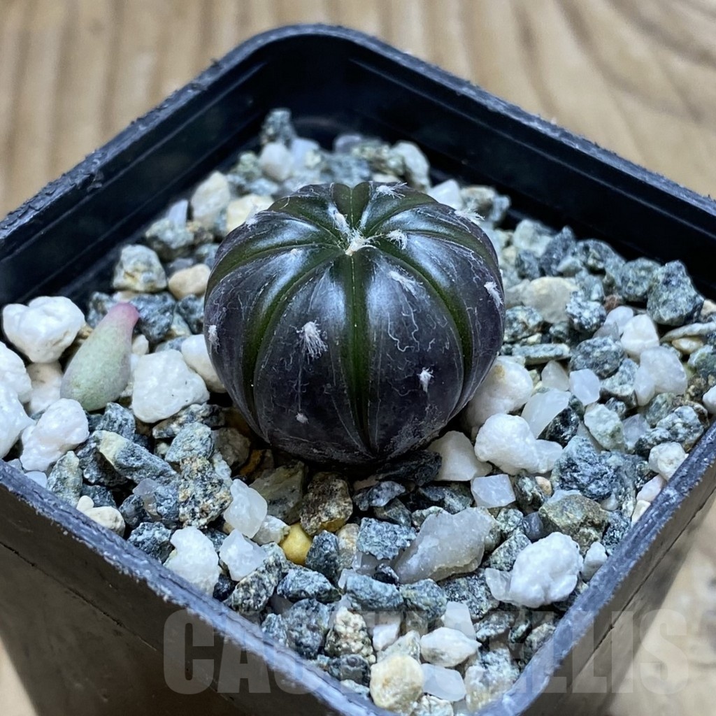 SH22523 Astrophytum asterias ‘Purple Skin’ - Image 2