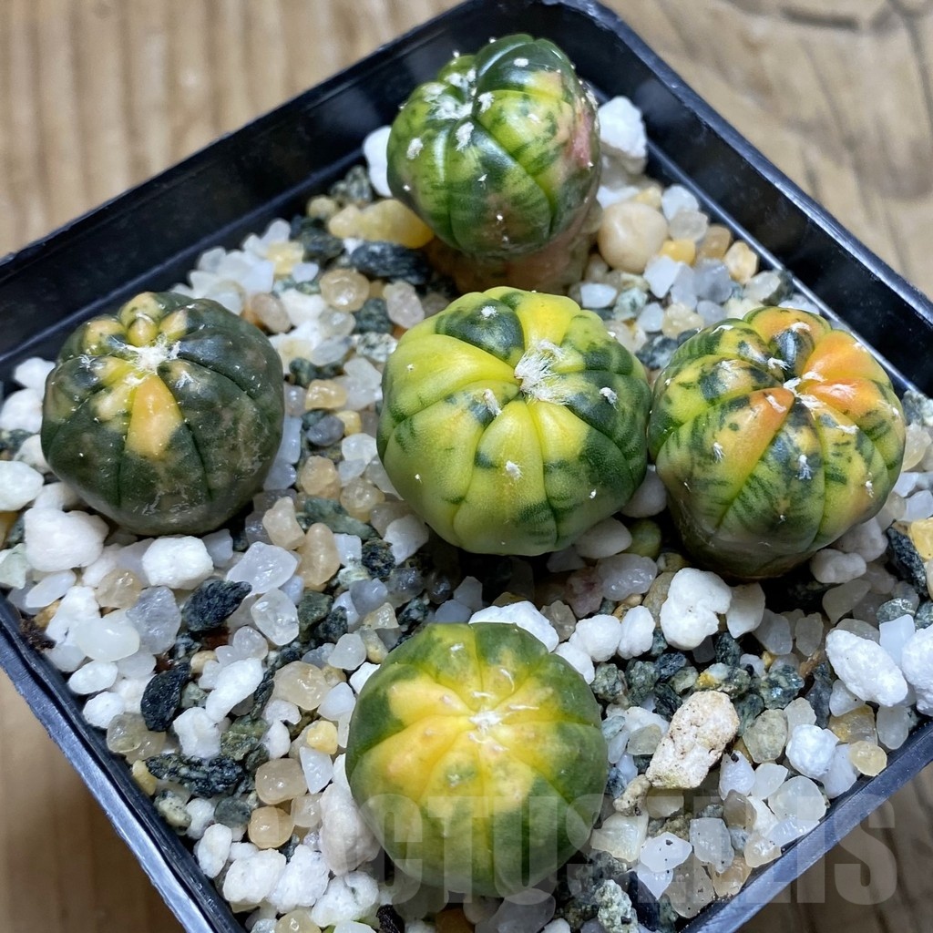 SH22524 Astrophytum asterias ‘Red Purple Skin’ f. variegata mix