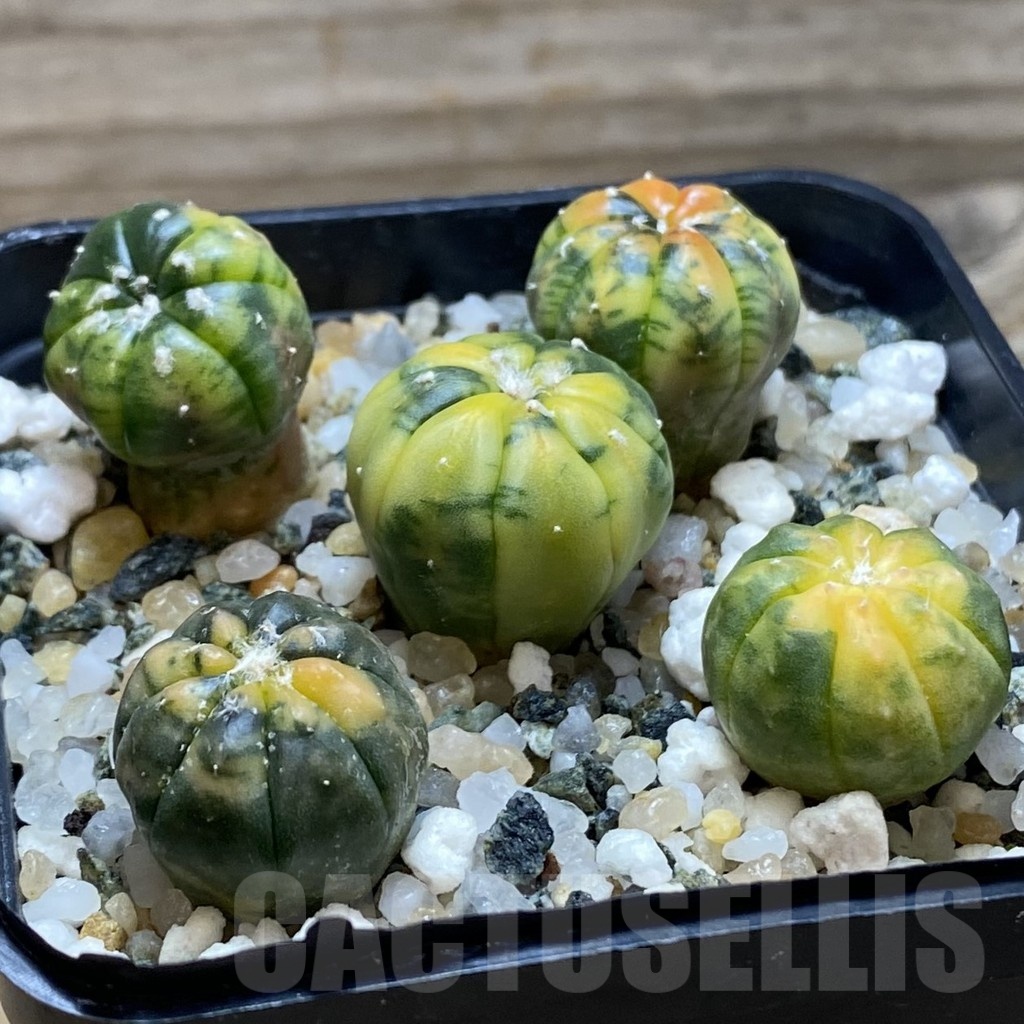 SH22524 Astrophytum asterias ‘Red Purple Skin’ f. variegata mix - Image 2