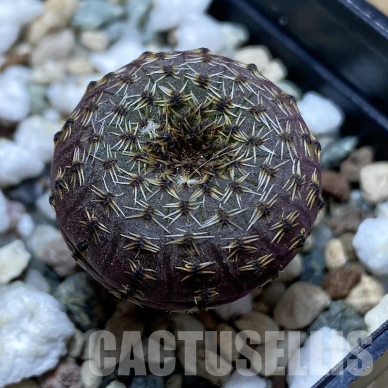 SH22492 Frailea phaeodisca