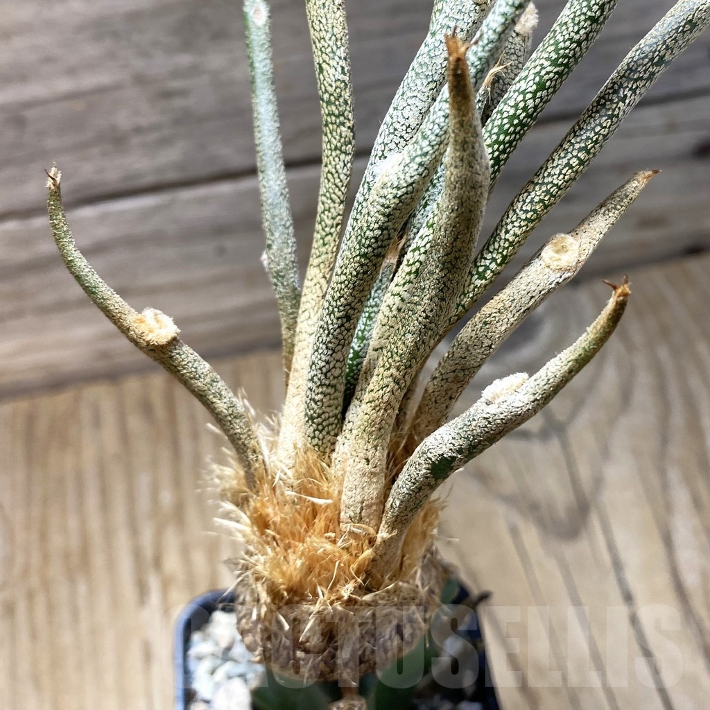 SH22526 Astrophytum caput-medusae, grafted