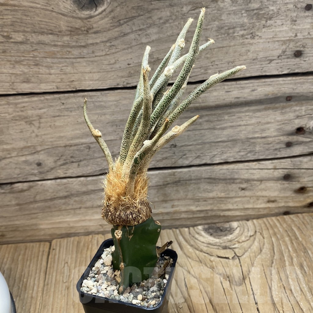 SH22526 Astrophytum caput-medusae, grafted - Image 2