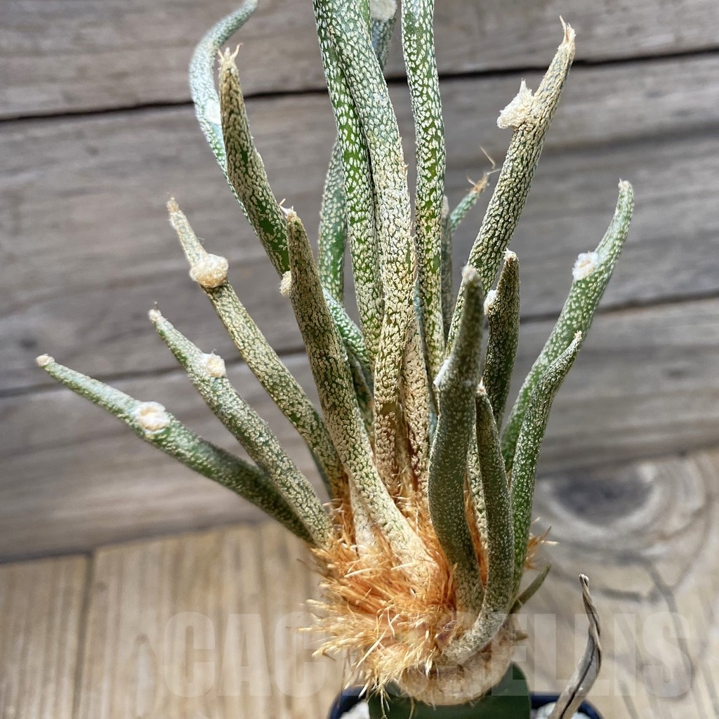 SH22527 Astrophytum caput-medusae, grafted