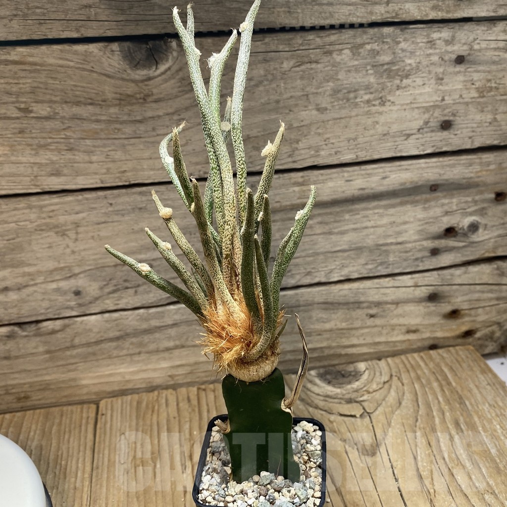 SH22527 Astrophytum caput-medusae, grafted - Image 2