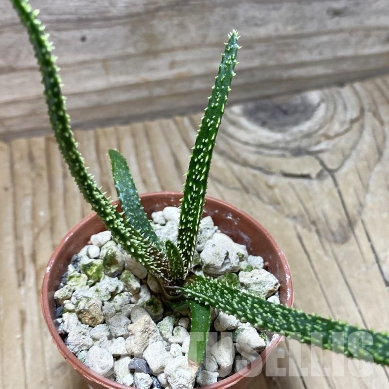 SH22528 Aloe delicatifolia