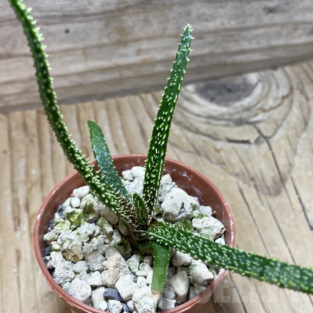 SH22528 Aloe delicatifolia