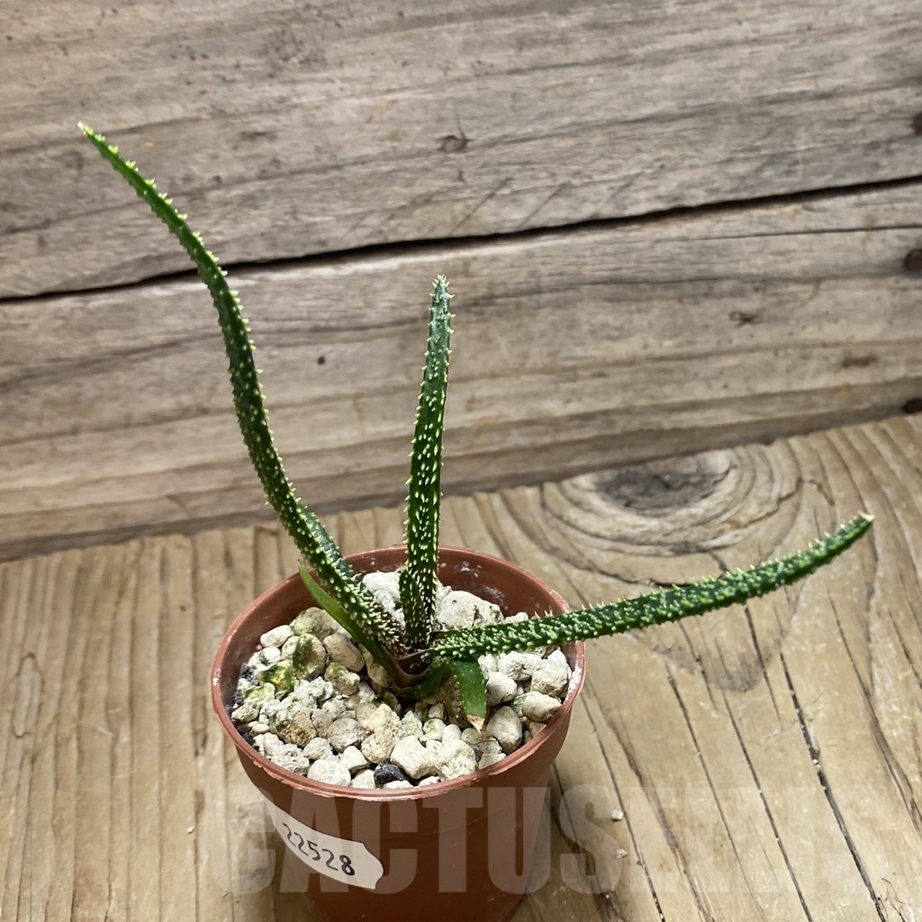 SH22528 Aloe delicatifolia - immagine 2