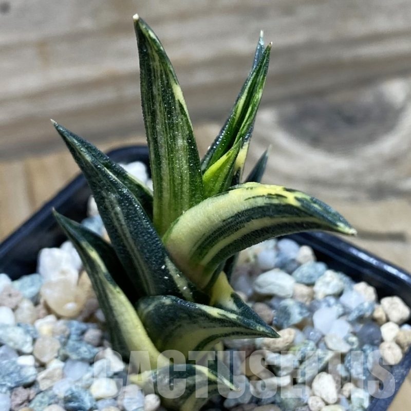 SH22529 Haworthia viscosa f. variegata