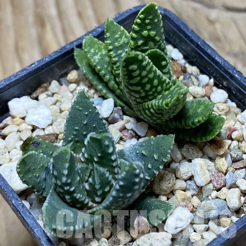SH22531 Haworthia pumila ‘Donut’ SH, seedling, 2 plants