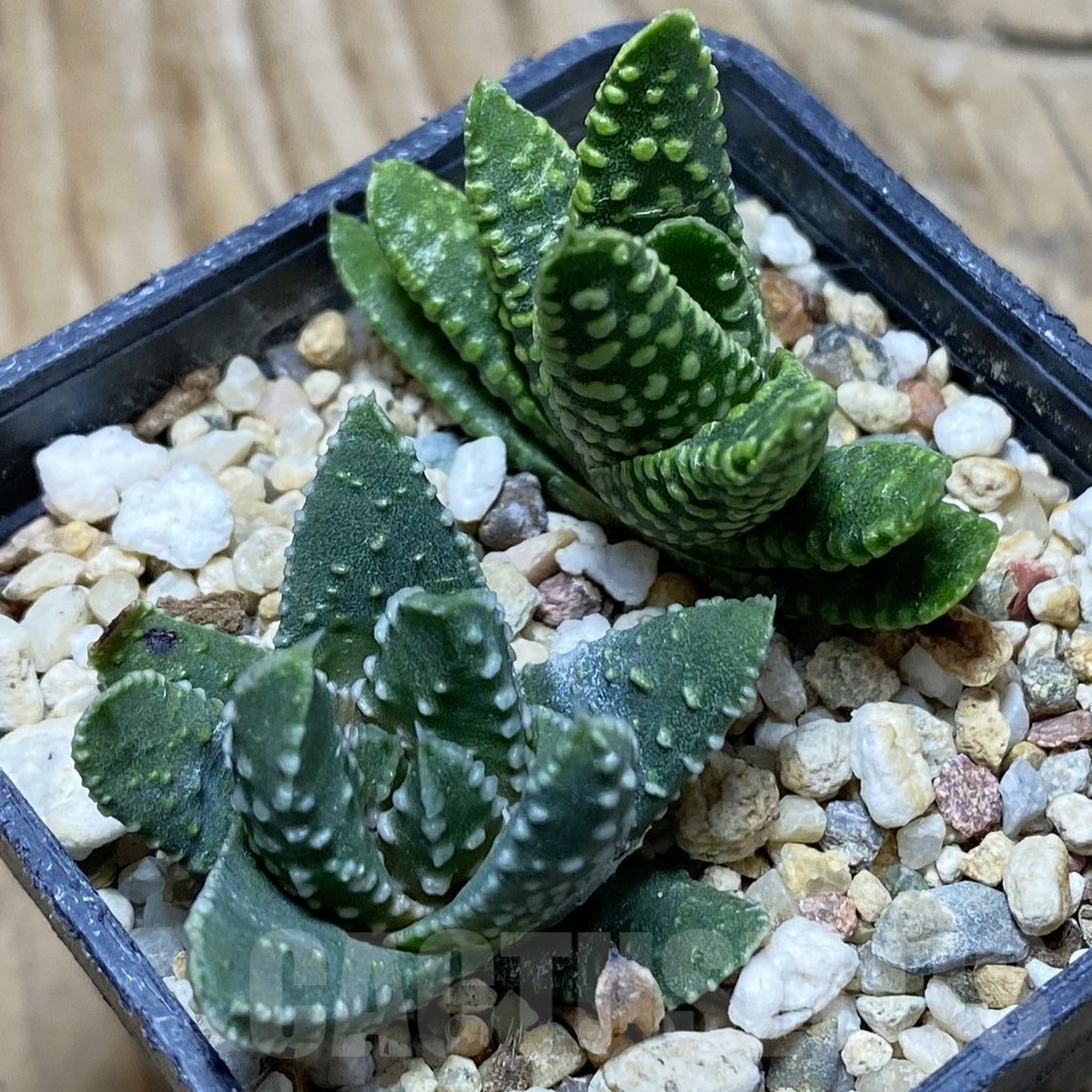 SH22531 Haworthia pumila ‘Donut’ SH, seedling, 2 plants