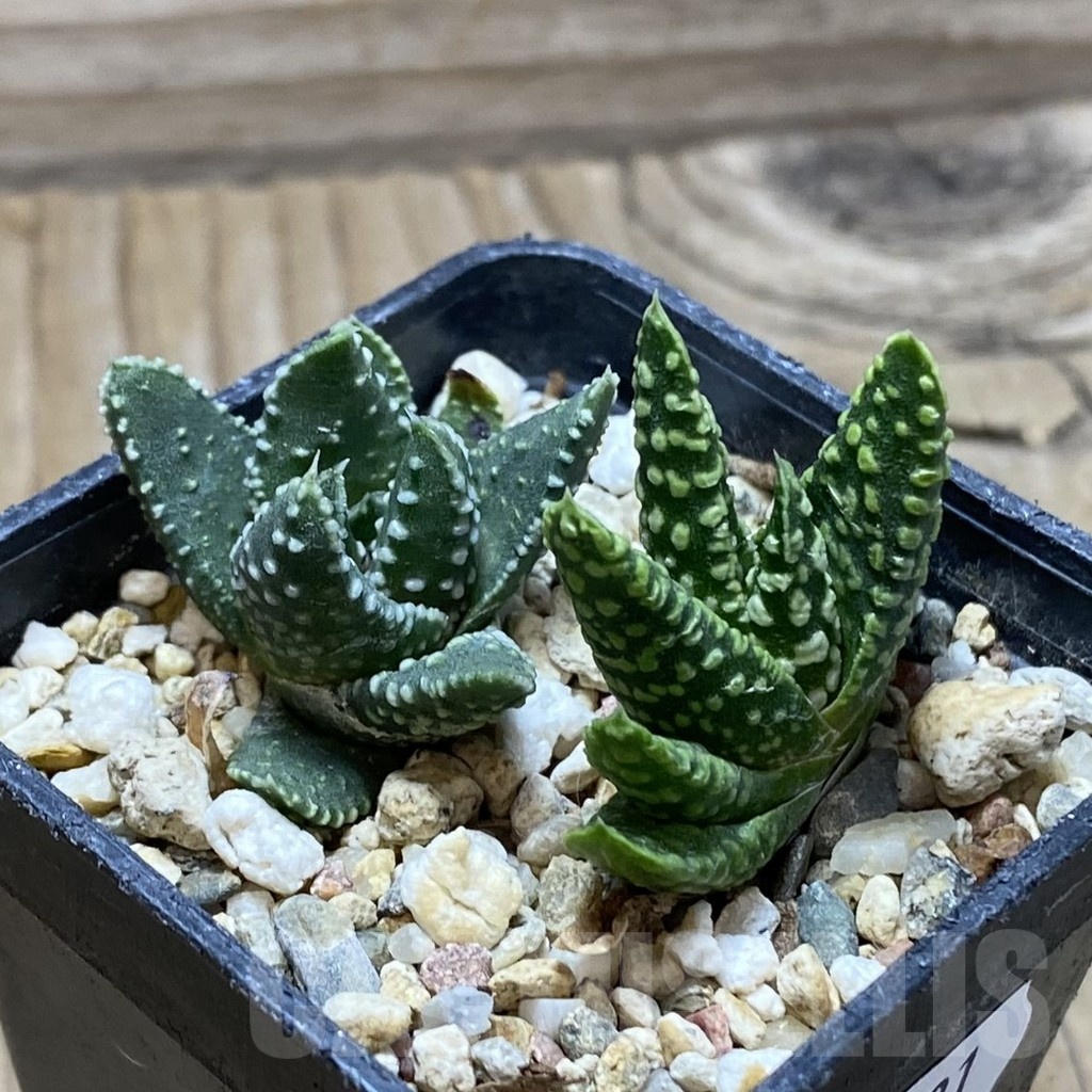 SH22531 Haworthia pumila ‘Donut’ SH, seedling, 2 plants - immagine 2