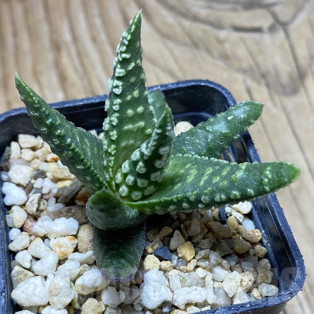 SH22532 Haworthia pumila ‘Donut’