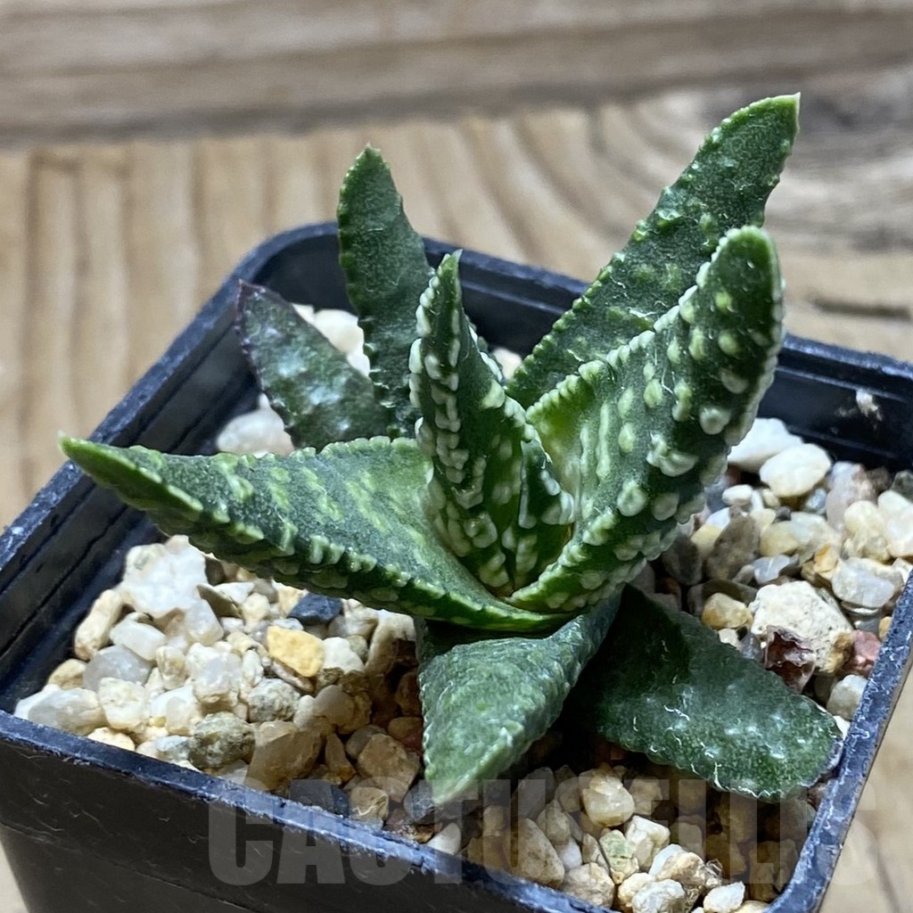 SH22532 Haworthia pumila ‘Donut’ - Image 2