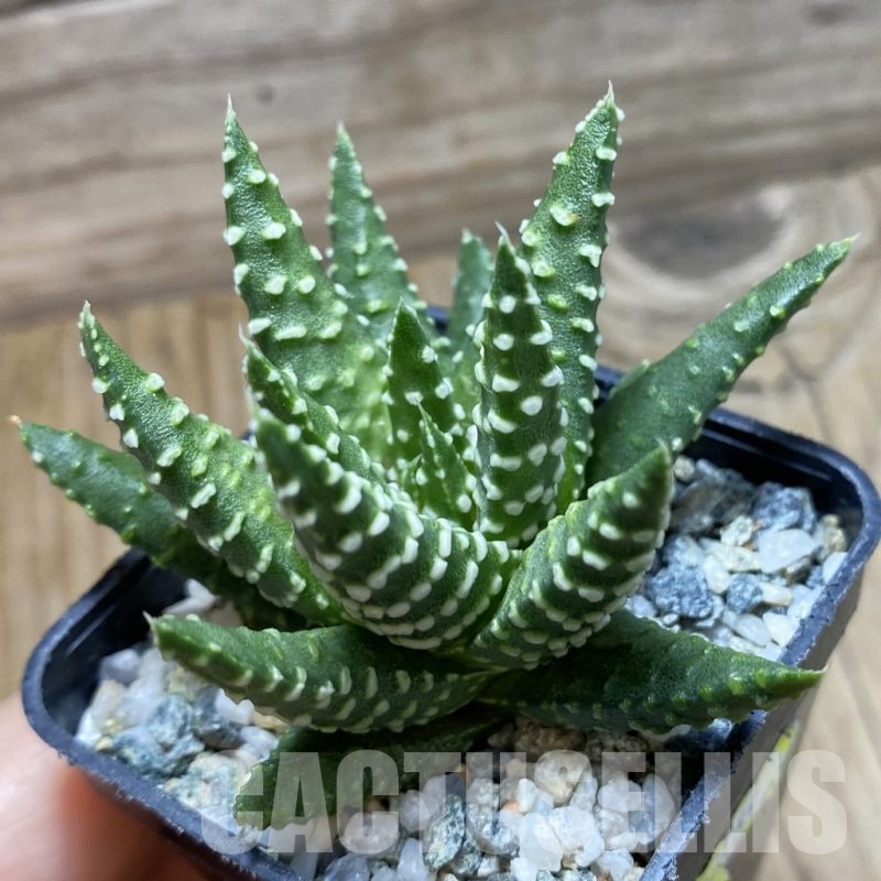 SH22533 Haworthia pumila