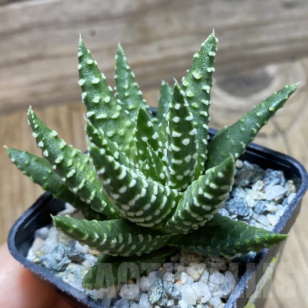 SH22533 Haworthia pumila