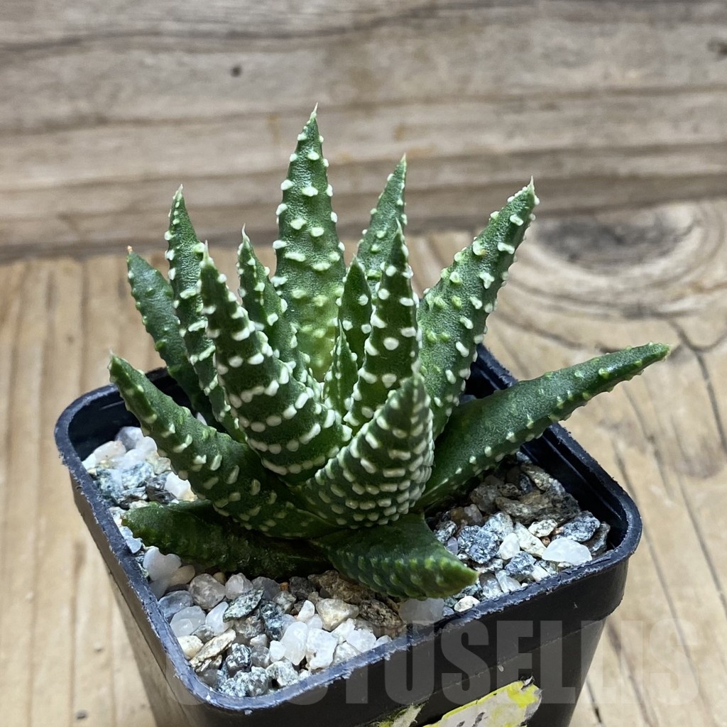 SH22533 Haworthia pumila - Image 2