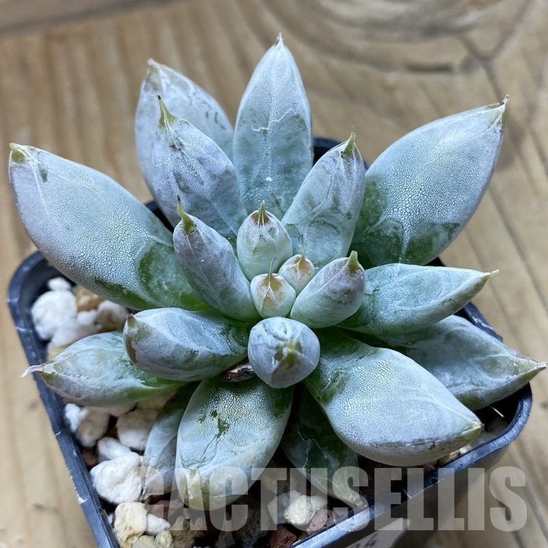 SH22534 Echeveria tolimanensis