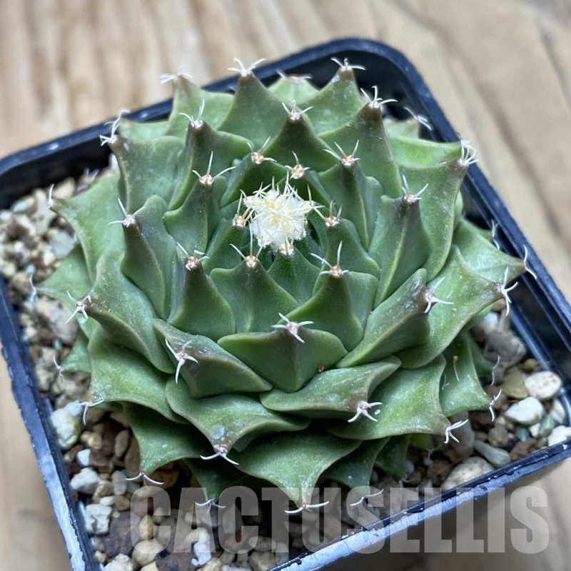 SH22493 Obregonia denegrii