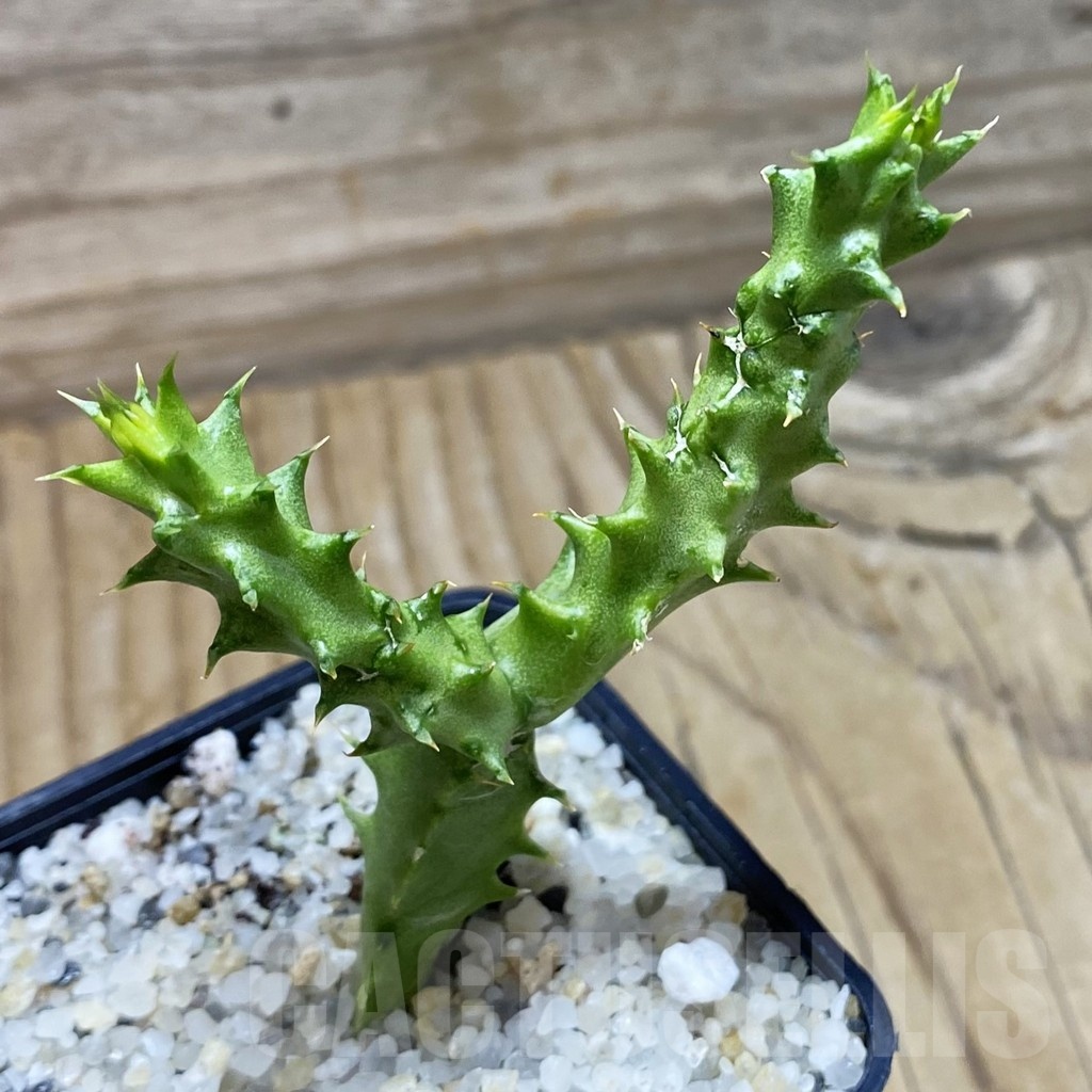 SH22536 Edithcolea grandis, seedling