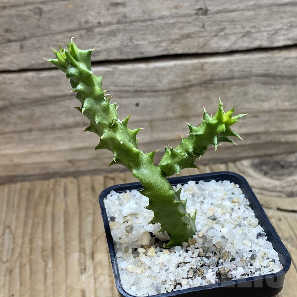 SH22536 Edithcolea grandis, seedling - Image 2
