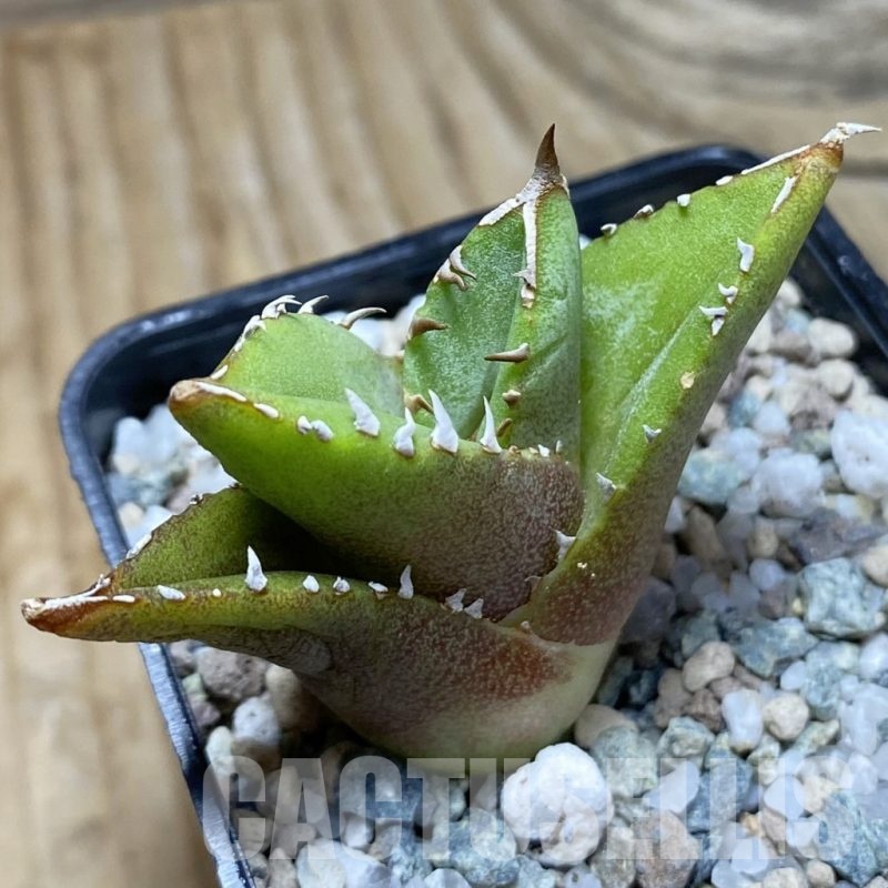 SH22538 Agave titanota ‘Sierra Mixteca’