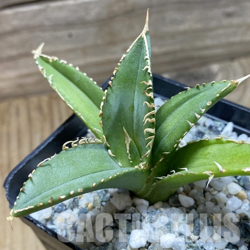 SH22539 Agave titanota ‘White’ selection