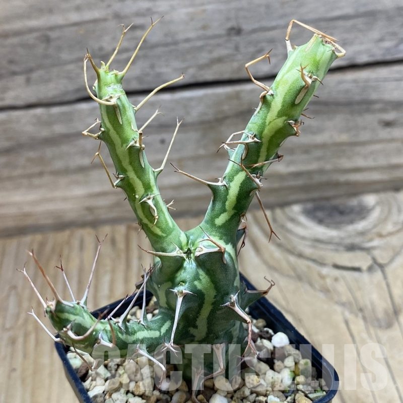 SH22540 Euphorbia schizacantha