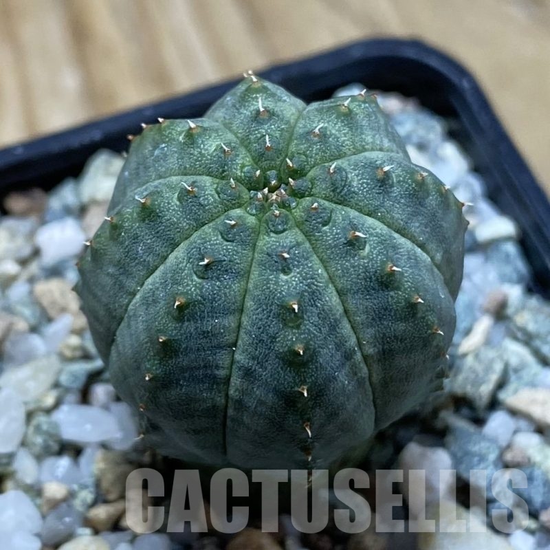 SH22541 Euphorbia obesa hybrid