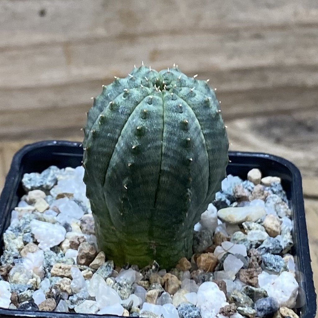 SH22541 Euphorbia obesa hybrid - Image 2