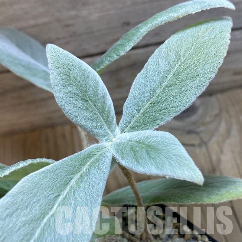 SH22542 Sinningia leucotricha