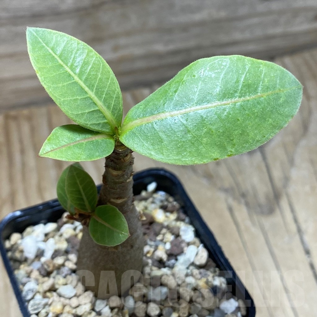 SH22545 Adenium arabicum 'Black Body'