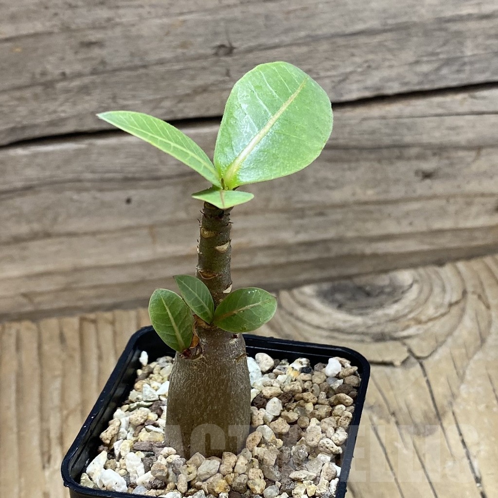 SH22545 Adenium arabicum 'Black Body' - Imagen 2