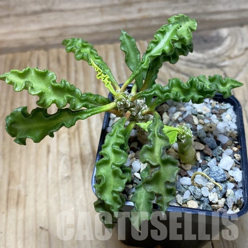 SH22548 Euphorbia decaryi v. spirosticha