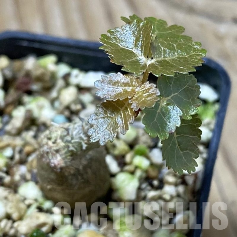 SH22549 Boswellia dioscoridis