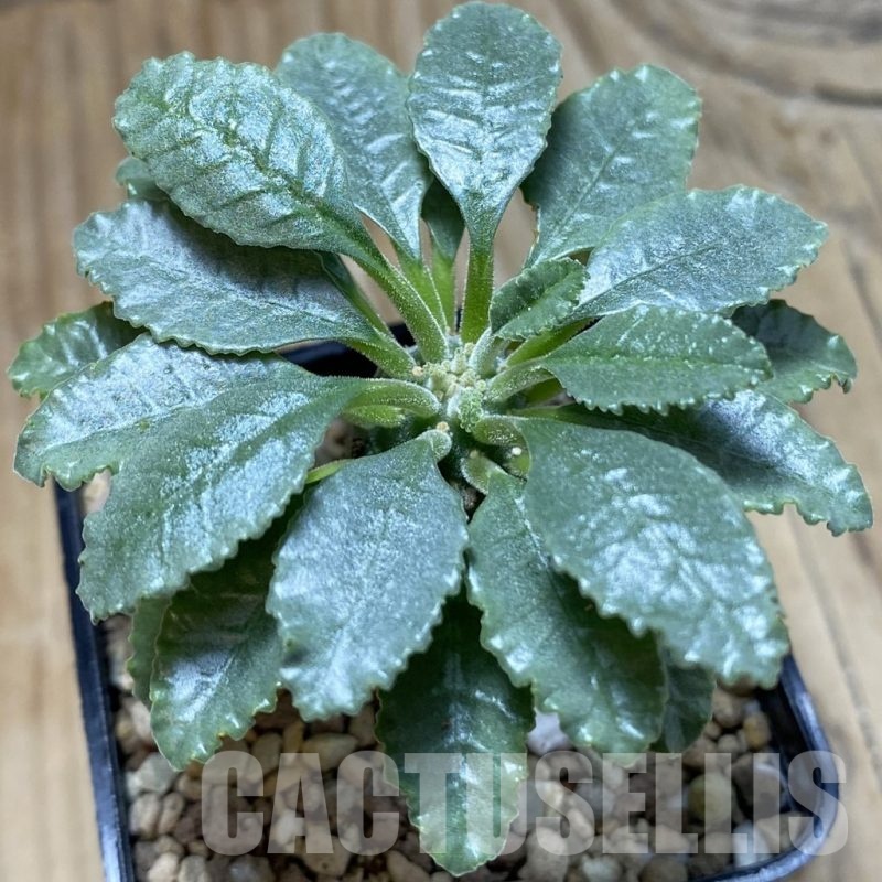 SH22550 Dorstenia lavrani