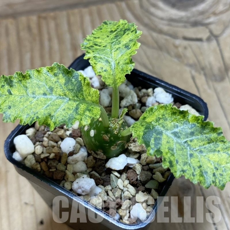 SH22551 Dorstenia hybrid f. variegata