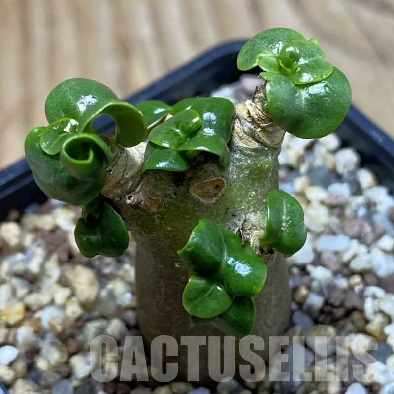 SH22552 Adenium arabicum DHA