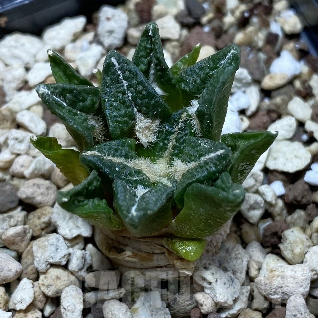 SH22489 Ariocarpus kotschoubeyanus v. elephantidens hybrid, seedling
