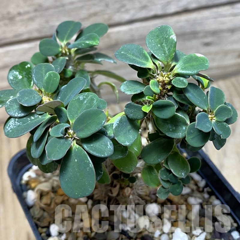 SH22555 Euphorbia milii f. cristata