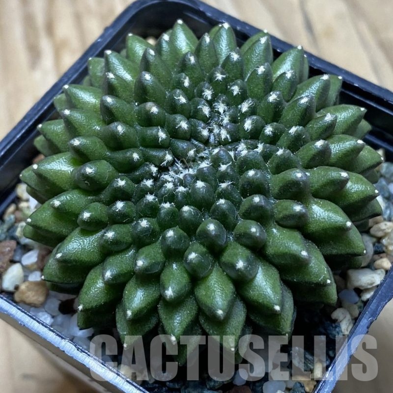 SH22497 Gymnocalycium mihanovichii ‘inermis’