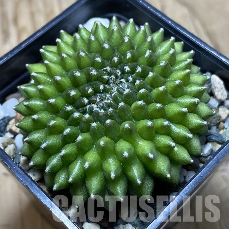 SH22498 Gymnocalycium mihanovichii ‘inermis’
