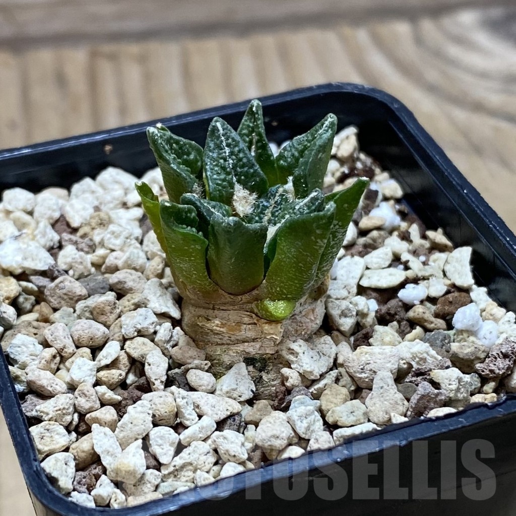 SH22489 Ariocarpus kotschoubeyanus v. elephantidens hybrid, seedling - immagine 2