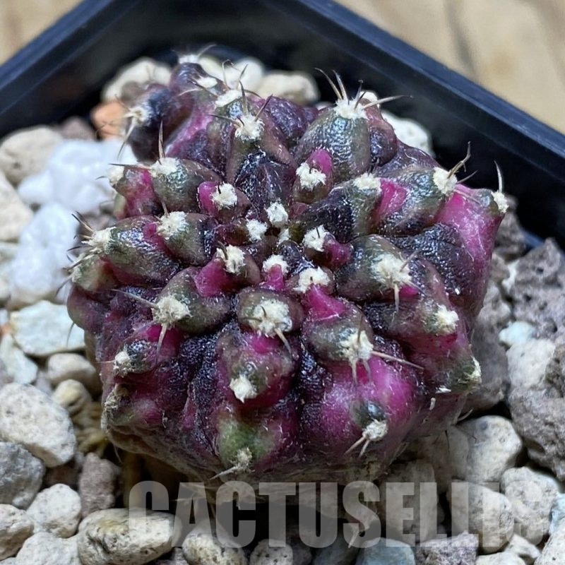 SH22499 Gymnocalycium mihanovichii ‘T-Lux'
