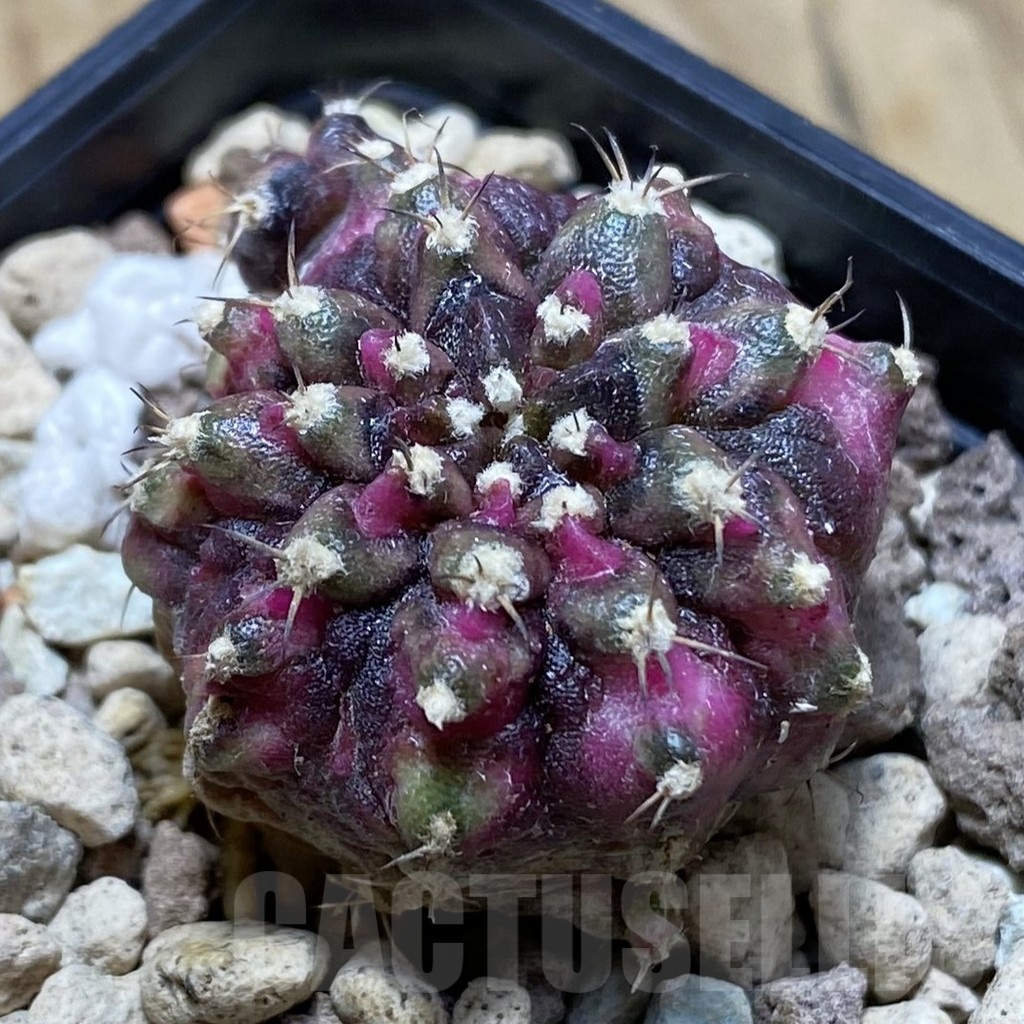 SH22499 Gymnocalycium mihanovichii ‘T-Lux'